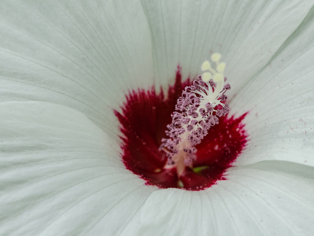 Hibiscus laevis (Halberdleaf rosemallow) #46897