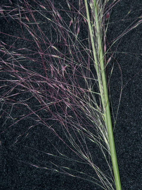 Muhlenbergia capillaris (Gulf muhly) #46905