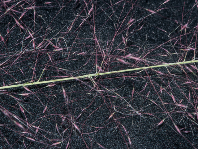Muhlenbergia capillaris (Gulf muhly) #46906