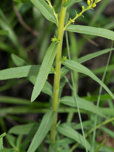 Solidago tortifolia (Twistleaf goldenrod) #46942