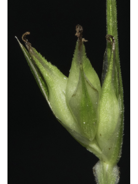 Carex basiantha (Willdenow's sedge) #48337