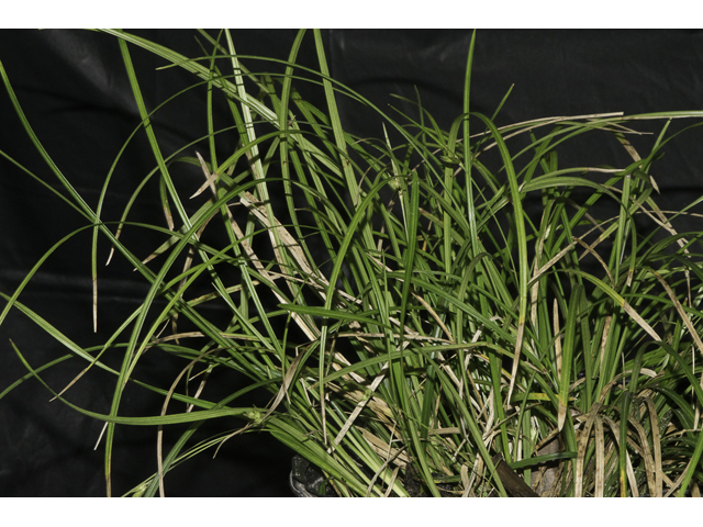 Carex basiantha (Willdenow's sedge) #48338