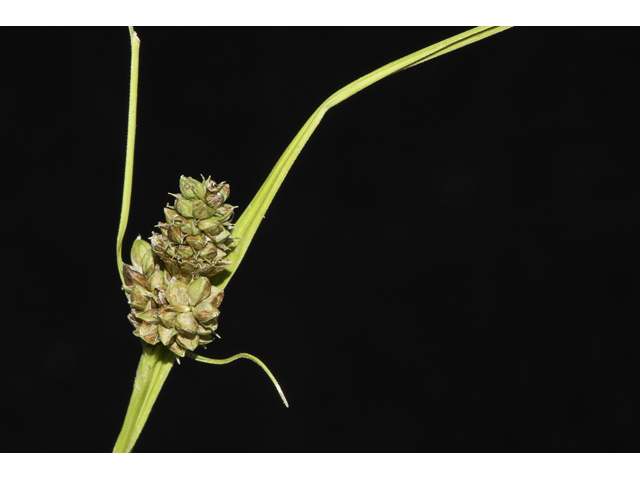 Carex blanda (Eastern woodland sedge) #48342