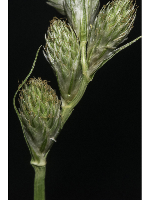 Carex brevior (Shortbeak sedge) #48345