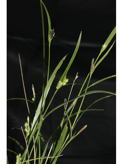 Carex bulbostylis (False hair sedge ) #48348