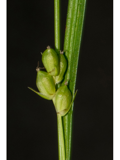 Carex bulbostylis (False hair sedge ) #48350