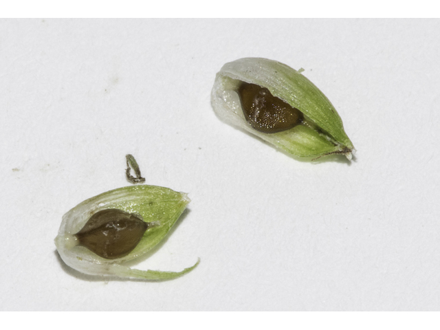 Carex bulbostylis (False hair sedge ) #48352