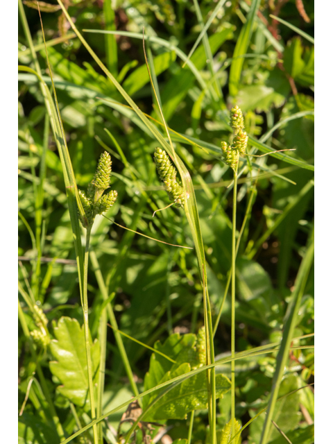 Carex caroliniana (Carolina sedge) #48353
