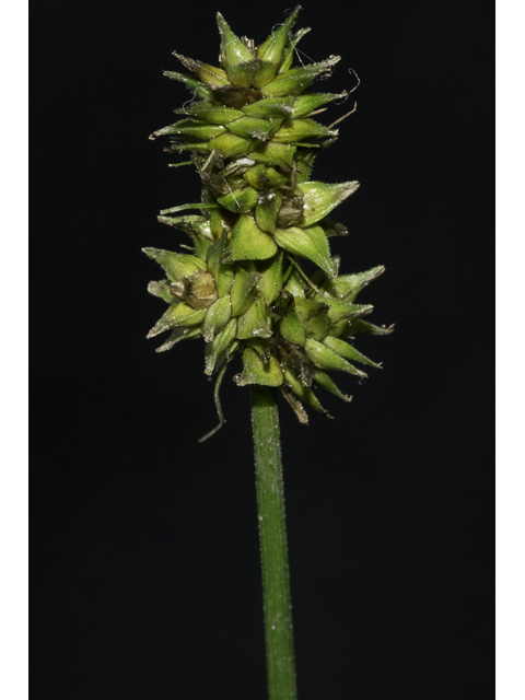 Carex cephalophora (Oval-leaf sedge) #48356
