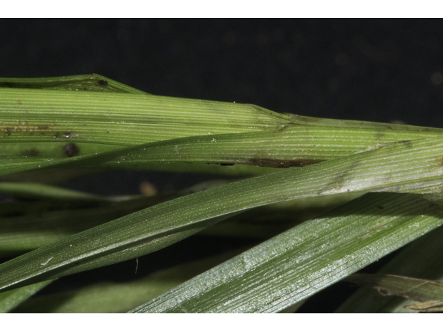 Carex cephalophora (Oval-leaf sedge) #48357