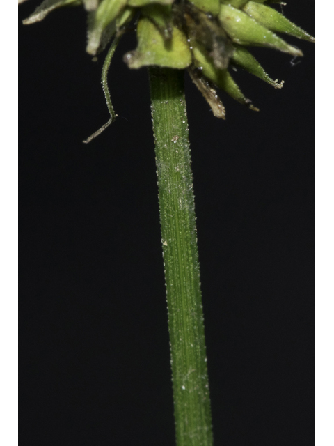 Carex cephalophora (Oval-leaf sedge) #48358