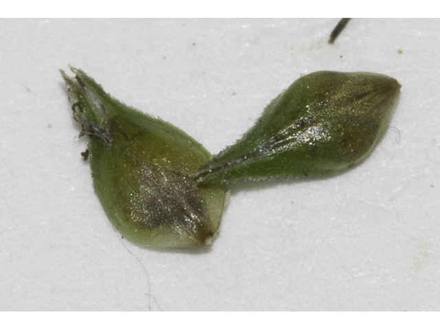 Carex cephalophora (Oval-leaf sedge) #48359