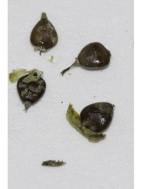 Carex cephalophora (Oval-leaf sedge) #48360