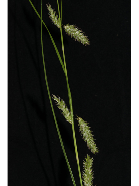 Carex cherokeensis (Cherokee sedge) #48362