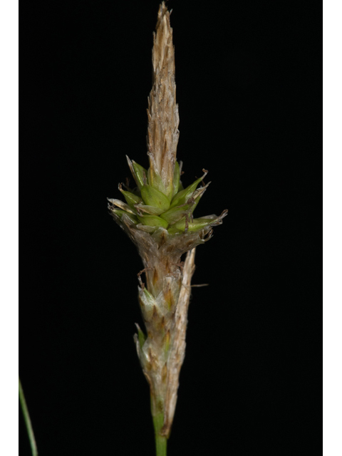 Carex cherokeensis (Cherokee sedge) #48363