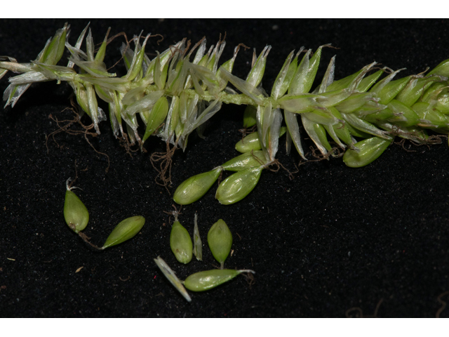 Carex cherokeensis (Cherokee sedge) #48364