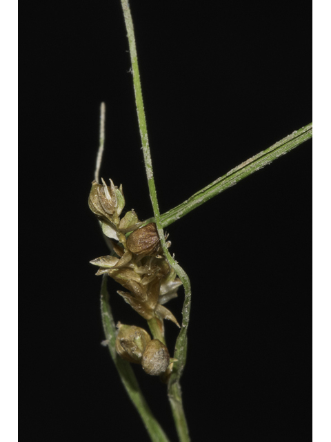 Carex corrugata (Prune-fruit sedge ) #48368