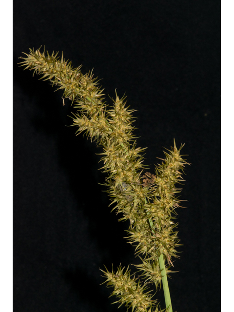 Carex crus-corvi (Ravenfoot sedge) #48371