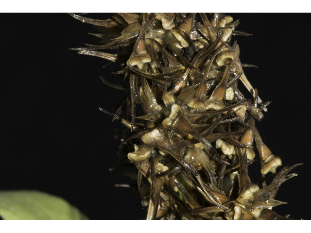 Carex crus-corvi (Ravenfoot sedge) #48373