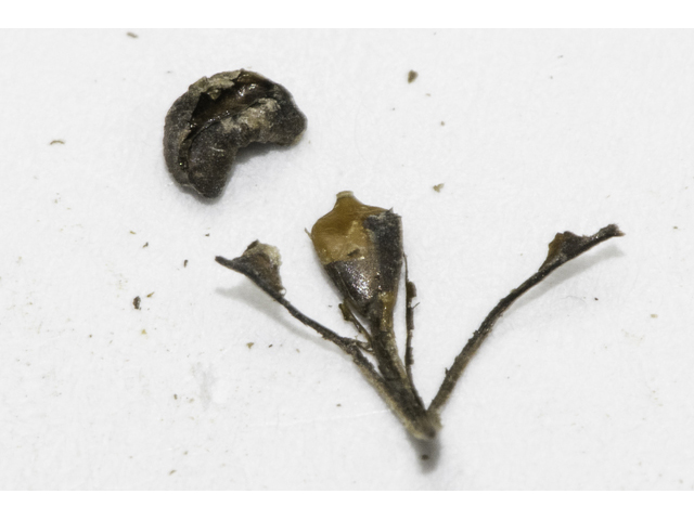 Carex crus-corvi (Ravenfoot sedge) #48374