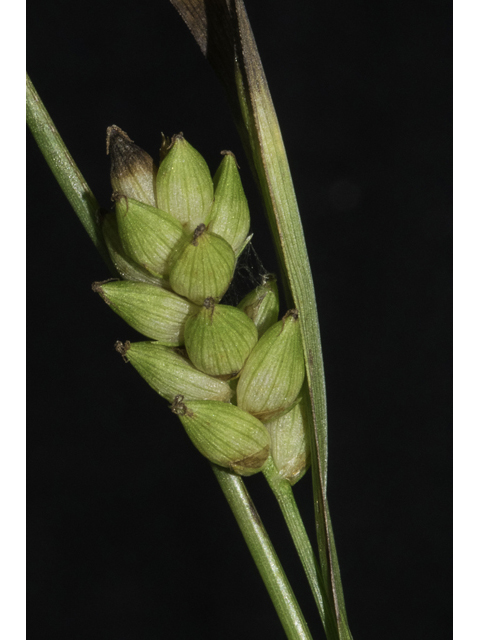 Carex flaccosperma (Thinfruit sedge) #48377
