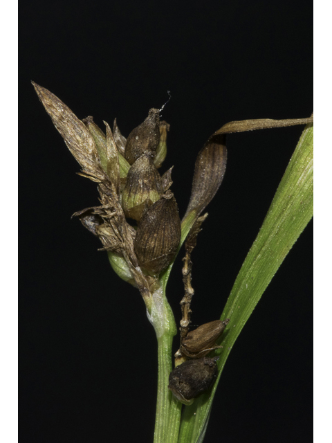 Carex flaccosperma (Thinfruit sedge) #48378