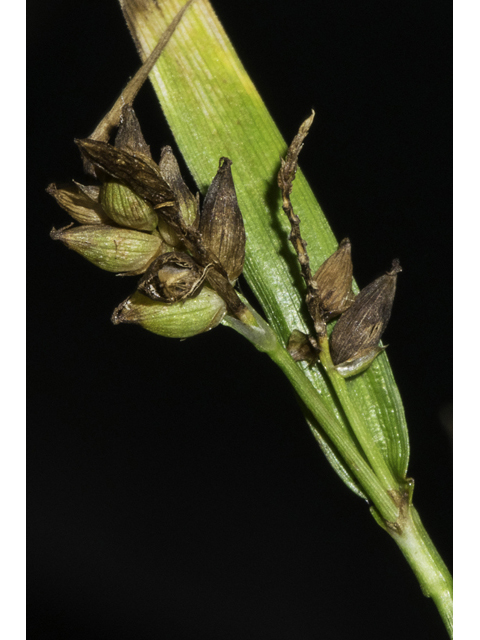 Carex flaccosperma (Thinfruit sedge) #48379