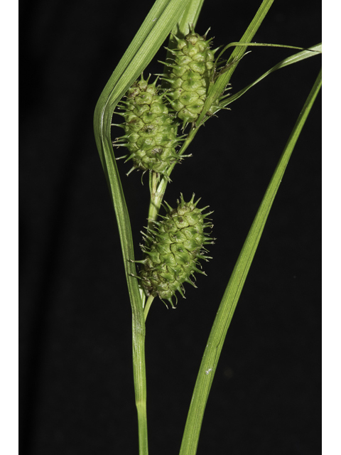 Carex frankii (Frank's sedge) #48381