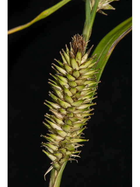 Carex hyalinolepis (Shoreline sedge) #48390