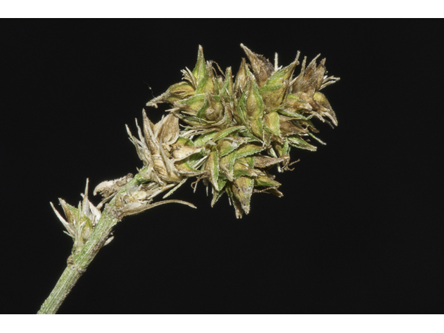 Carex leavenworthii  (Leavenworth's sedge ) #48393