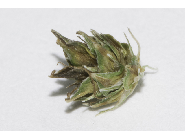 Carex leavenworthii (Leavenworth's sedge ) #48394