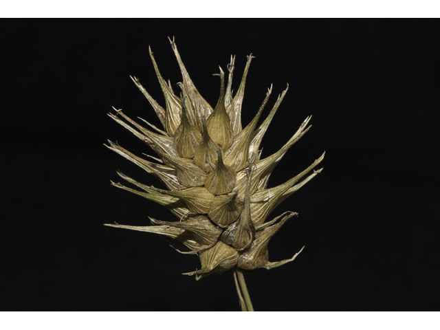 Carex lupuliformis (False hop sedge) #48399