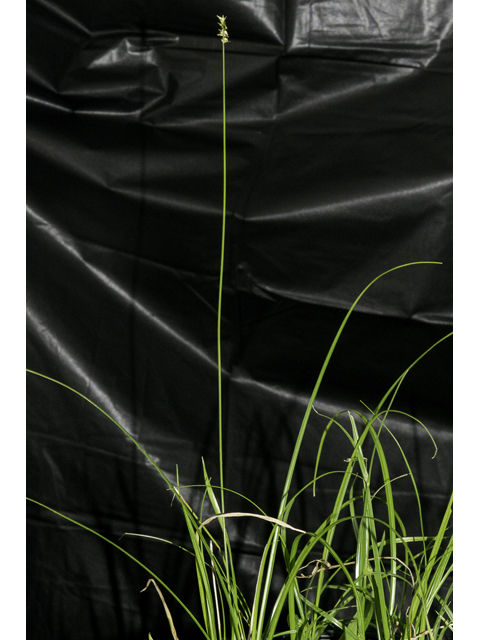 Carex retroflexa (Reflexed sedge) #48405