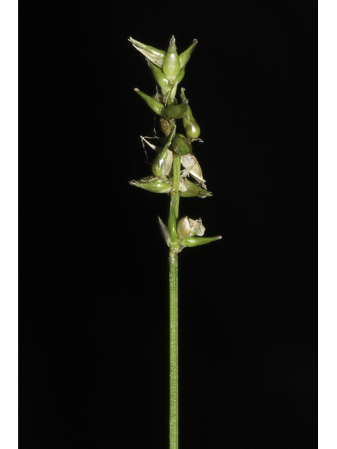 Carex retroflexa (Reflexed sedge) #48406