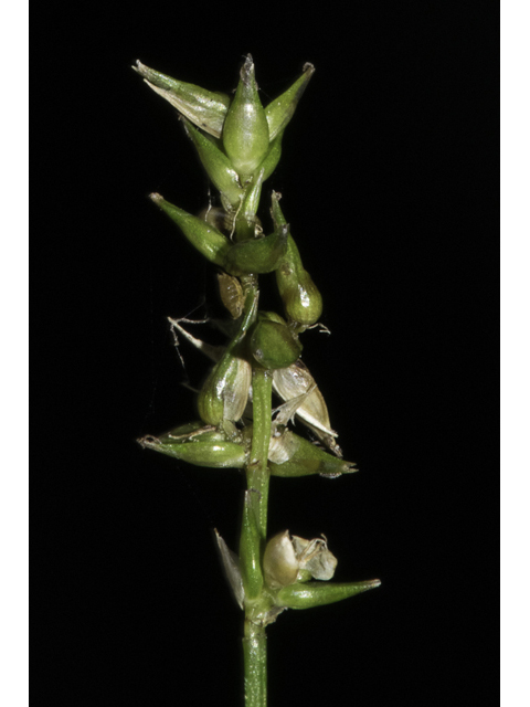 Carex retroflexa (Reflexed sedge) #48407