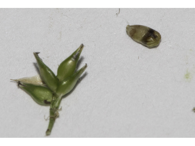 Carex retroflexa (Reflexed sedge) #48409