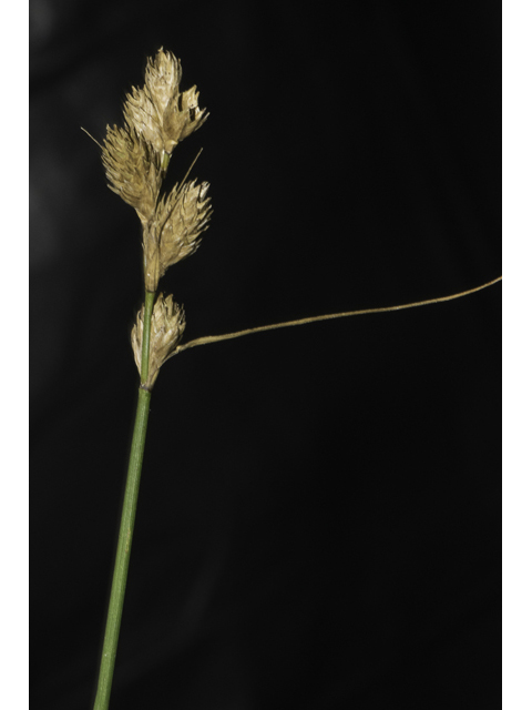 Carex tetrastachya (Britton's sedge) #48411