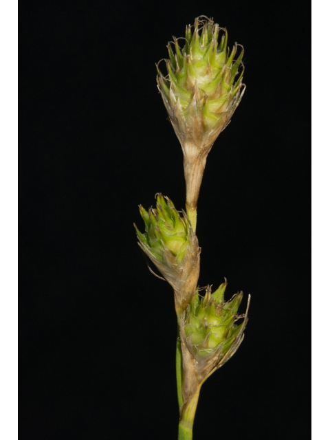 Carex tetrastachya (Britton's sedge) #48412
