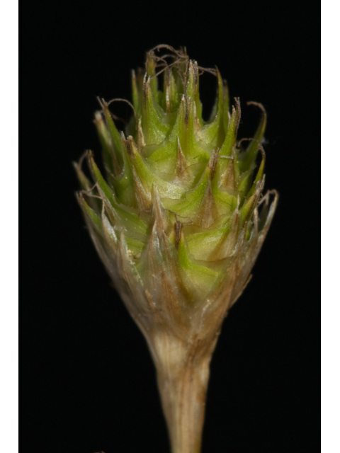 Carex tetrastachya (Britton's sedge) #48413