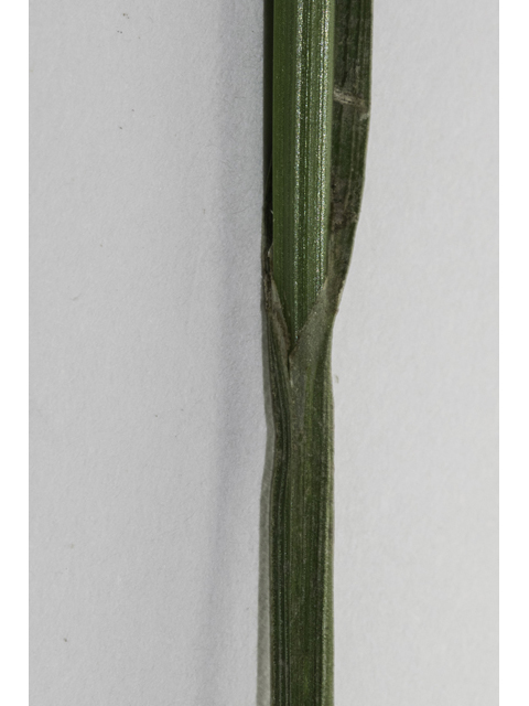 Carex tetrastachya (Britton's sedge) #48415