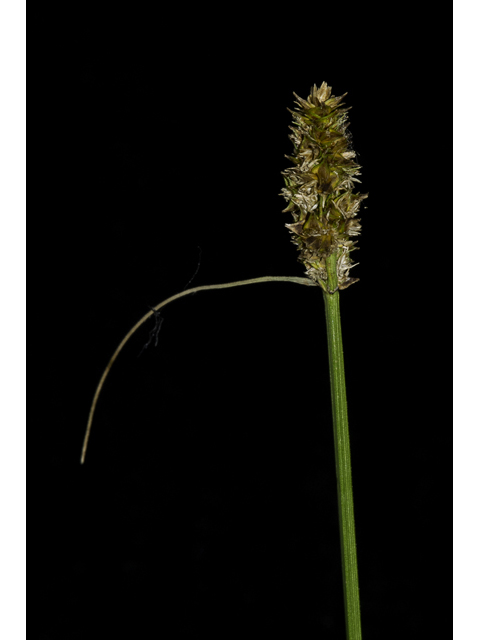 Carex triangularis (Eastern fox sedge) #48416