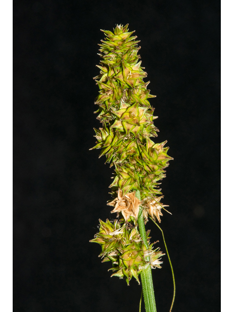 Carex triangularis (Eastern fox sedge) #48417