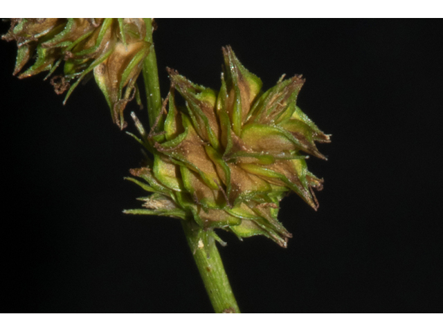 Carex triangularis (Eastern fox sedge) #48418
