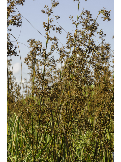 Cladium mariscus ssp. jamaicense (Jamaica swamp sawgrass) #48422