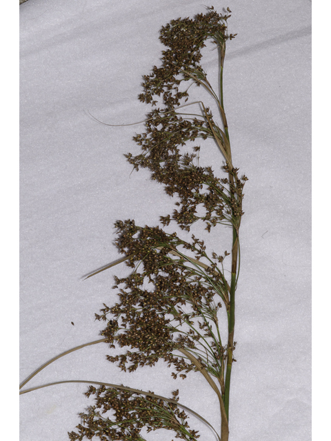 Cladium mariscus ssp. jamaicense (Jamaica swamp sawgrass) #48423