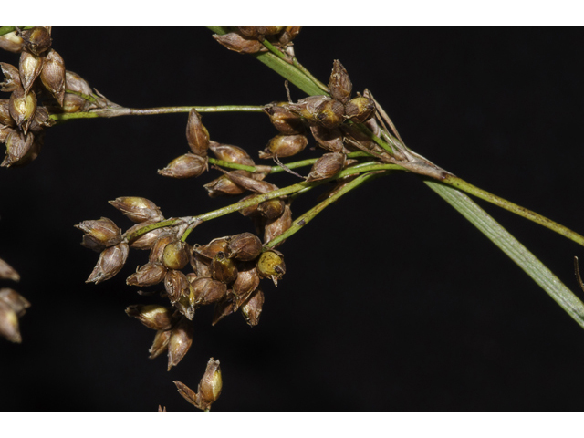 Cladium mariscus ssp. jamaicense (Jamaica swamp sawgrass) #48424