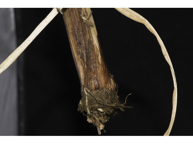 Cyperus strigosus (Straw-colored flatsedge) #48522