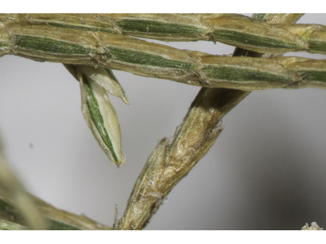 Cyperus strigosus (Straw-colored flatsedge) #48523