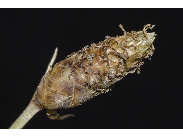 Fimbristylis castanea (Marsh fimbry) #48581