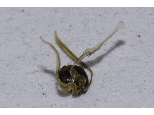 Fimbristylis castanea (Marsh fimbry) #48583